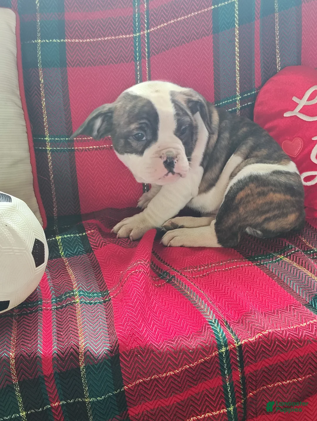 Olde English Bulldogge dogs for sale: Sheila  - Ad 4