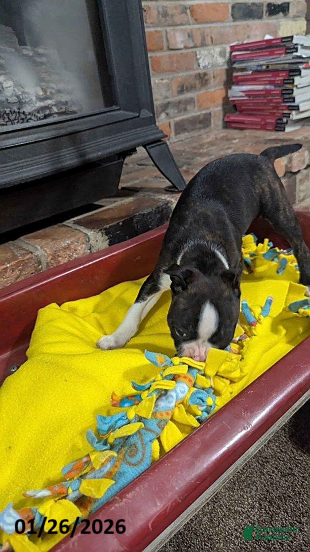 Boston Terrier dogs for sale: Hailey - Ad 7