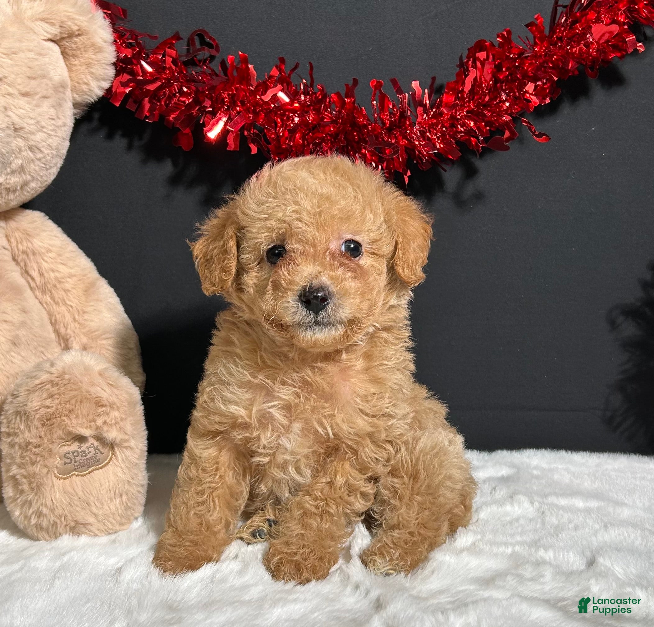 Toy Poodle dogs Bear - Ad 1