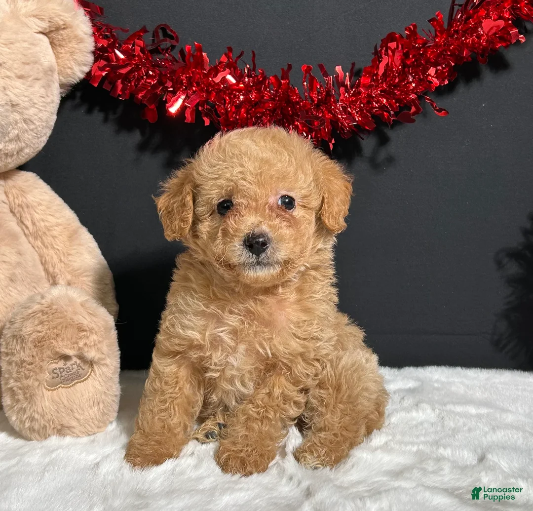 Toy Poodle dogs for sale: Bear - Ad 1