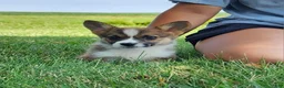 Welsh Corgi Pembroke dogs for sale: Fern - Ad 4