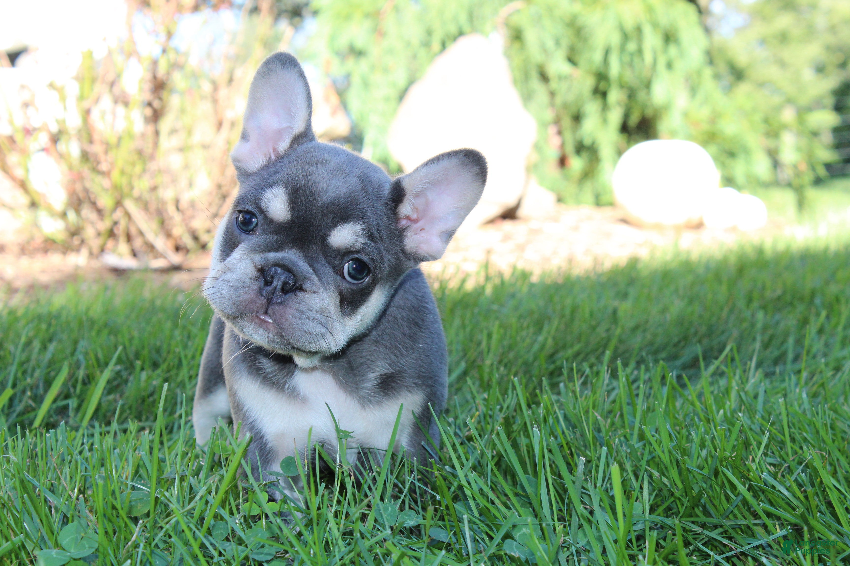 French Bulldog dogs for sale: Blessing - Ad 1