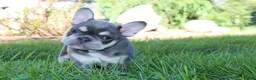 French Bulldog dogs for sale: Blessing - Ad 1
