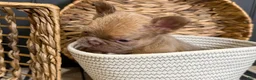 French Bulldog dogs for sale: Cashmere - Ad 9