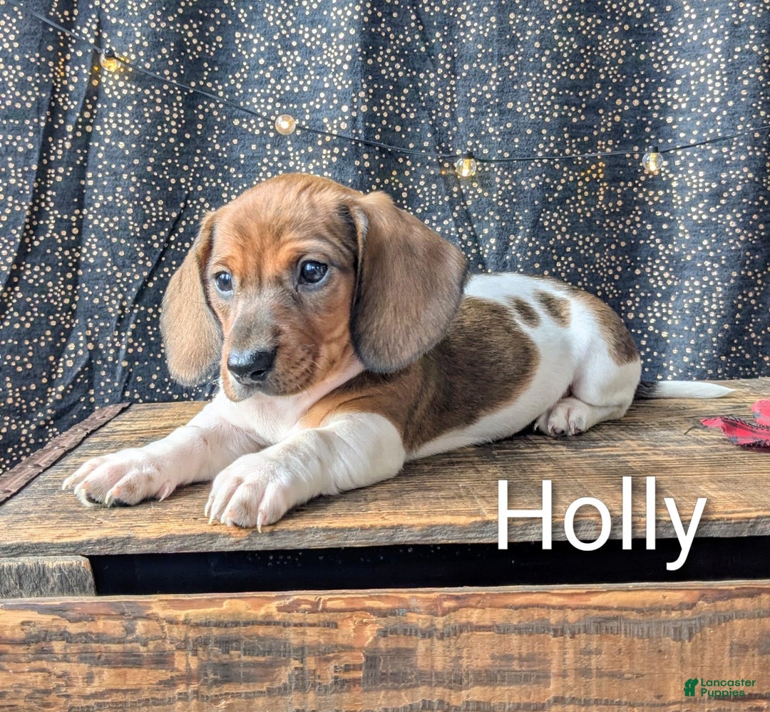 Dachshund dogs for sale: Holly - Ad 7