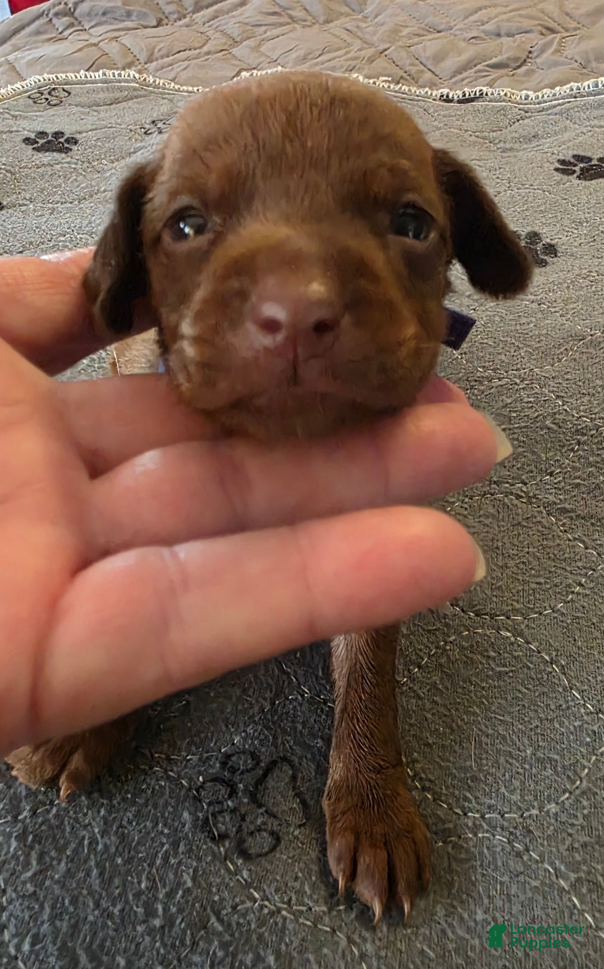 Miniature Pinscher dogs J-purple  - Ad 1
