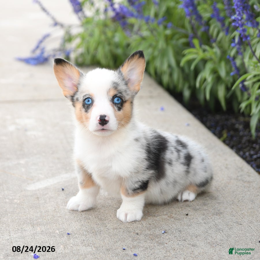 Welsh Corgi Pembroke dogs Lucky - Ad 2