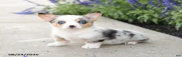 Welsh Corgi Pembroke dogs for sale: Lucky - Ad 2