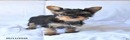 Yorkshire Terrier dogs for sale: Rusty - Ad 4