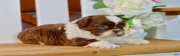 Shih Tzu dogs for sale: Banks - Ad 3