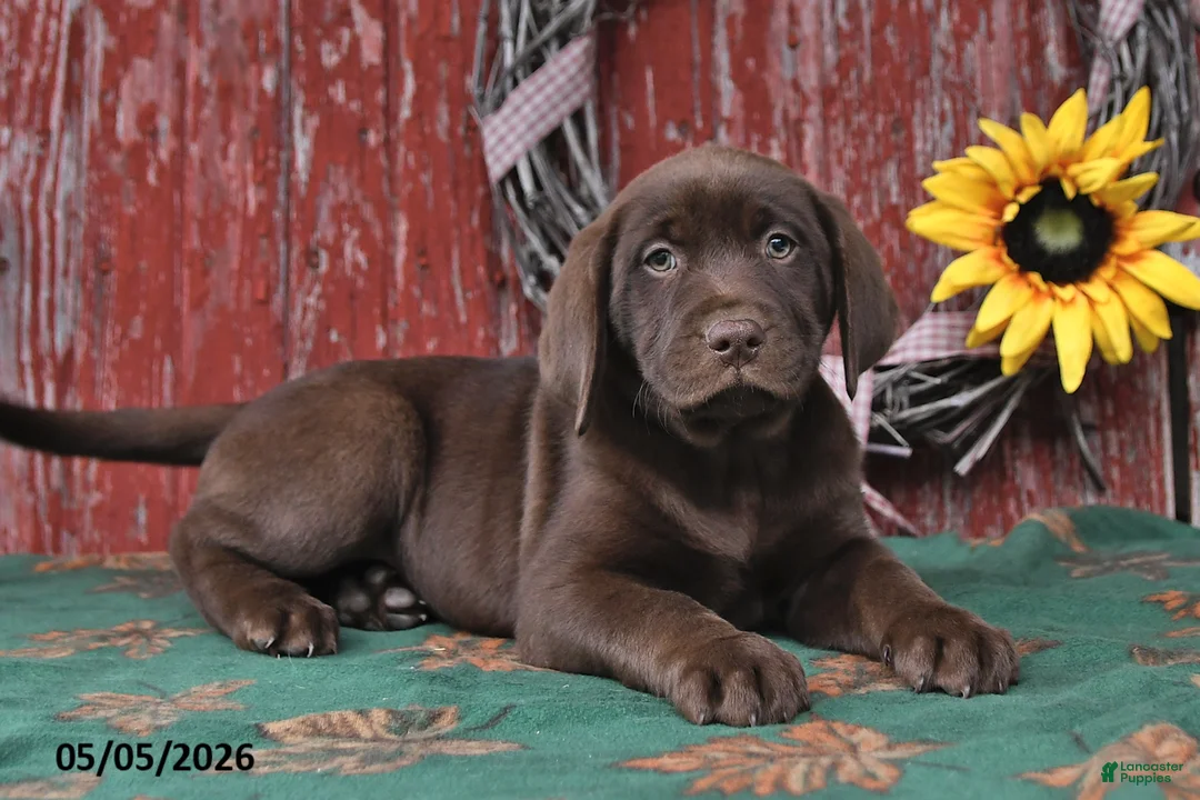 Labrador Retriever dogs for sale: Lexi - Ad 2