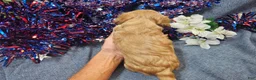 Maltipoo dogs for sale: Mindy (Female) - Ad 2