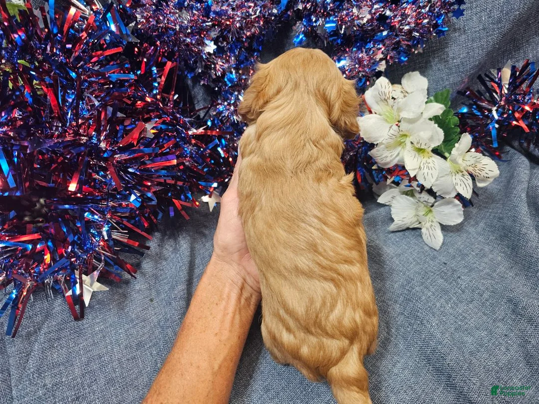Maltipoo dogs for sale: Mindy (Female) - Ad 2