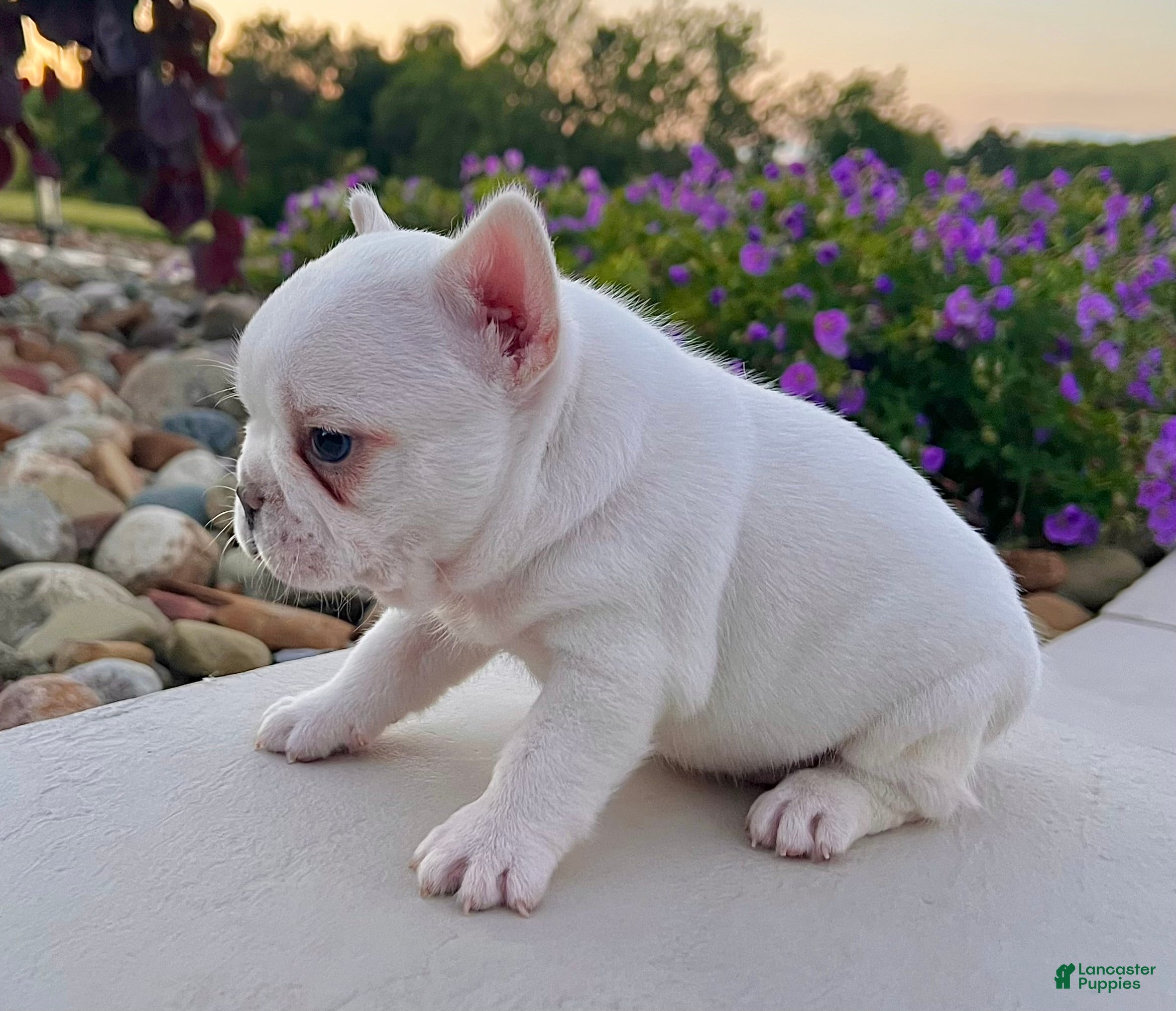 French Bulldog dogs Dakota - Ad 2