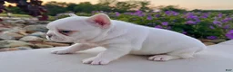 French Bulldog dogs for sale: Dakota - Ad 2