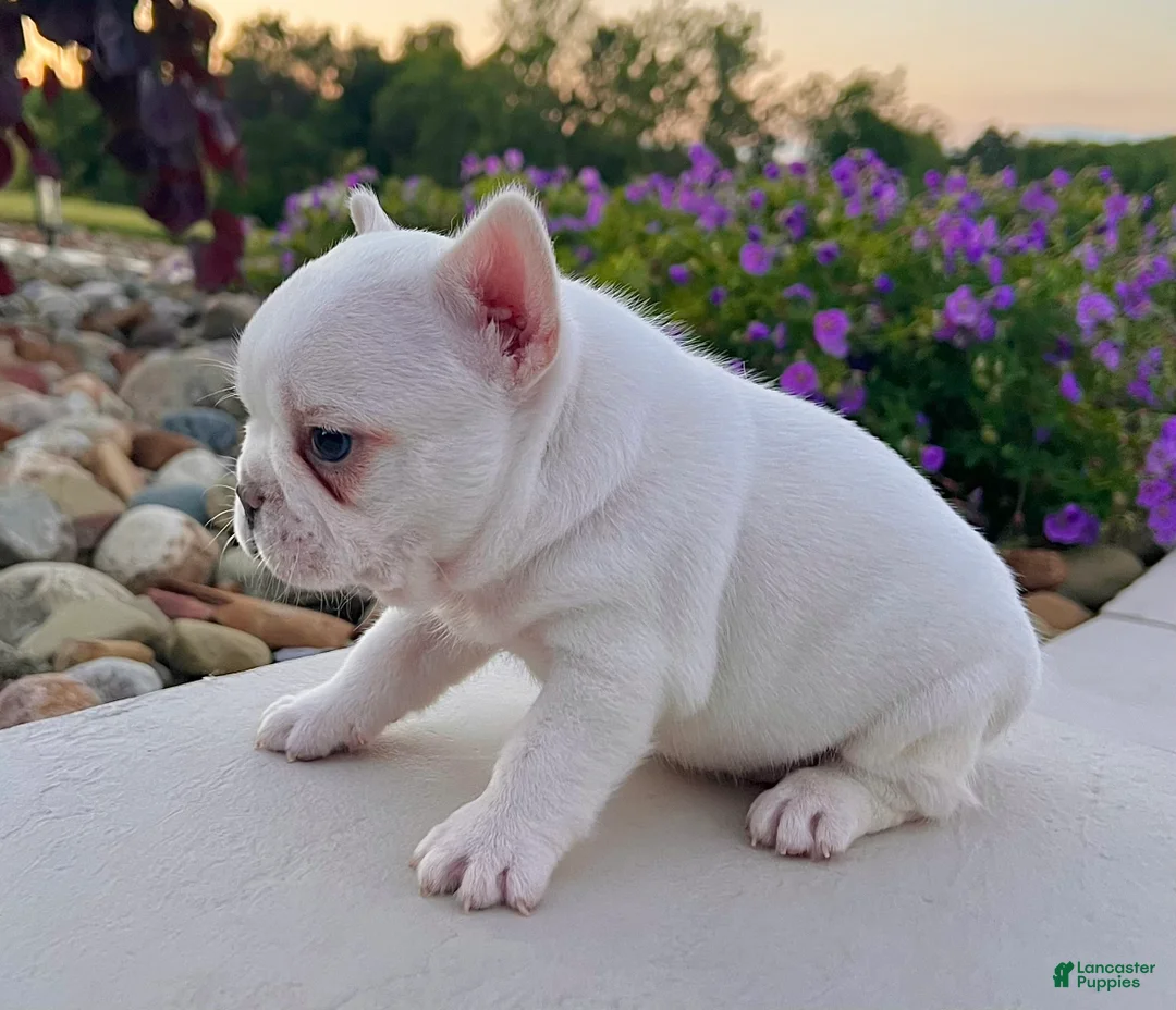 French Bulldog dogs for sale: Dakota - Ad 2