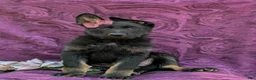 German Shepherd dogs for sale: Sabrina - Ad 5