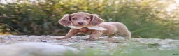 Dachshund dogs for sale: Amelia - Ad 9