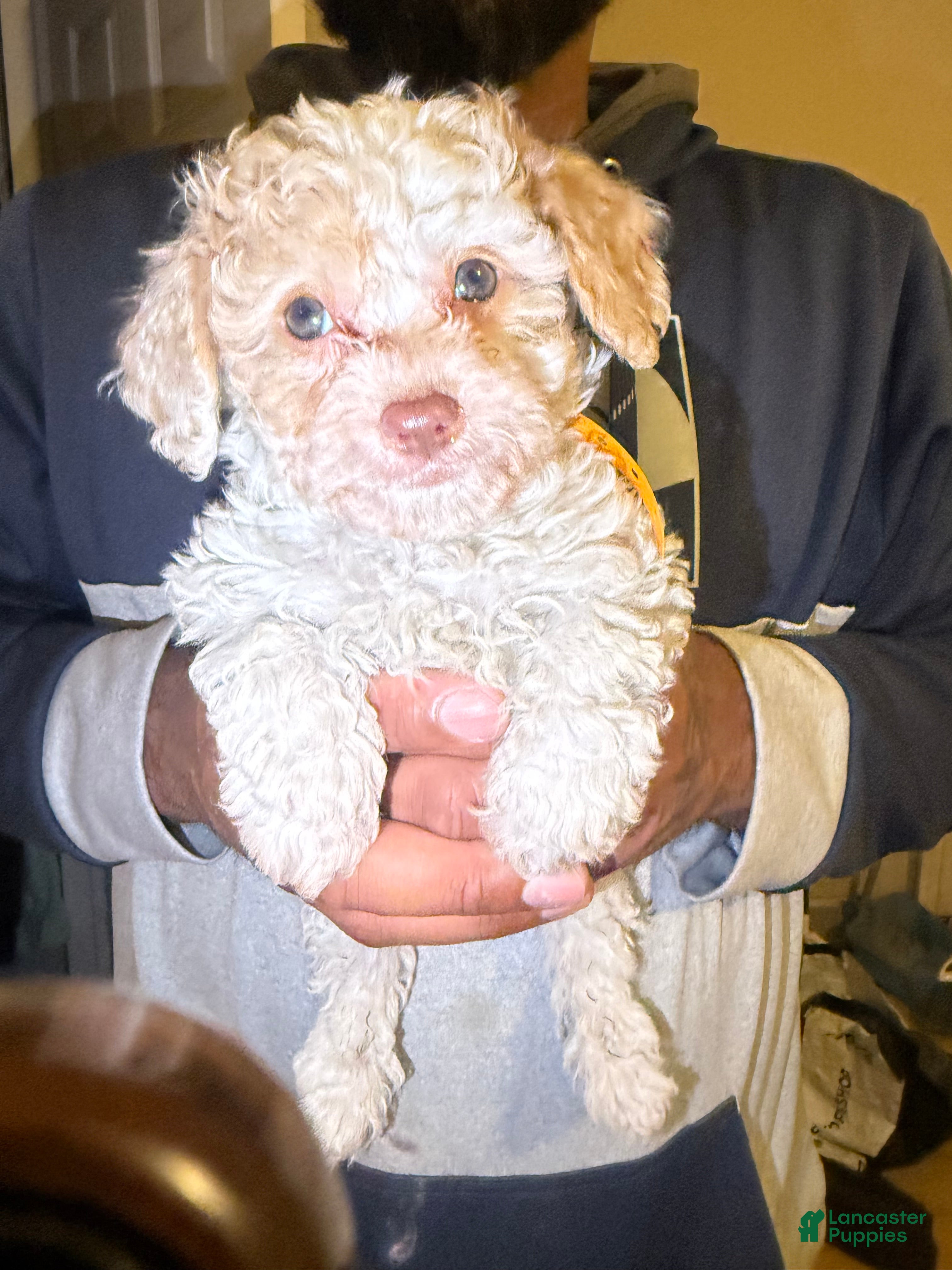 Cavapoo dogs Olaf - Ad 30
