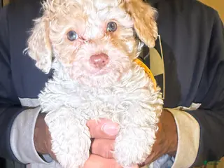 Cavapoo dogs Olaf - Ad 8