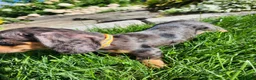 Miniature Dachshund dogs for sale: Remy  - Ad 10