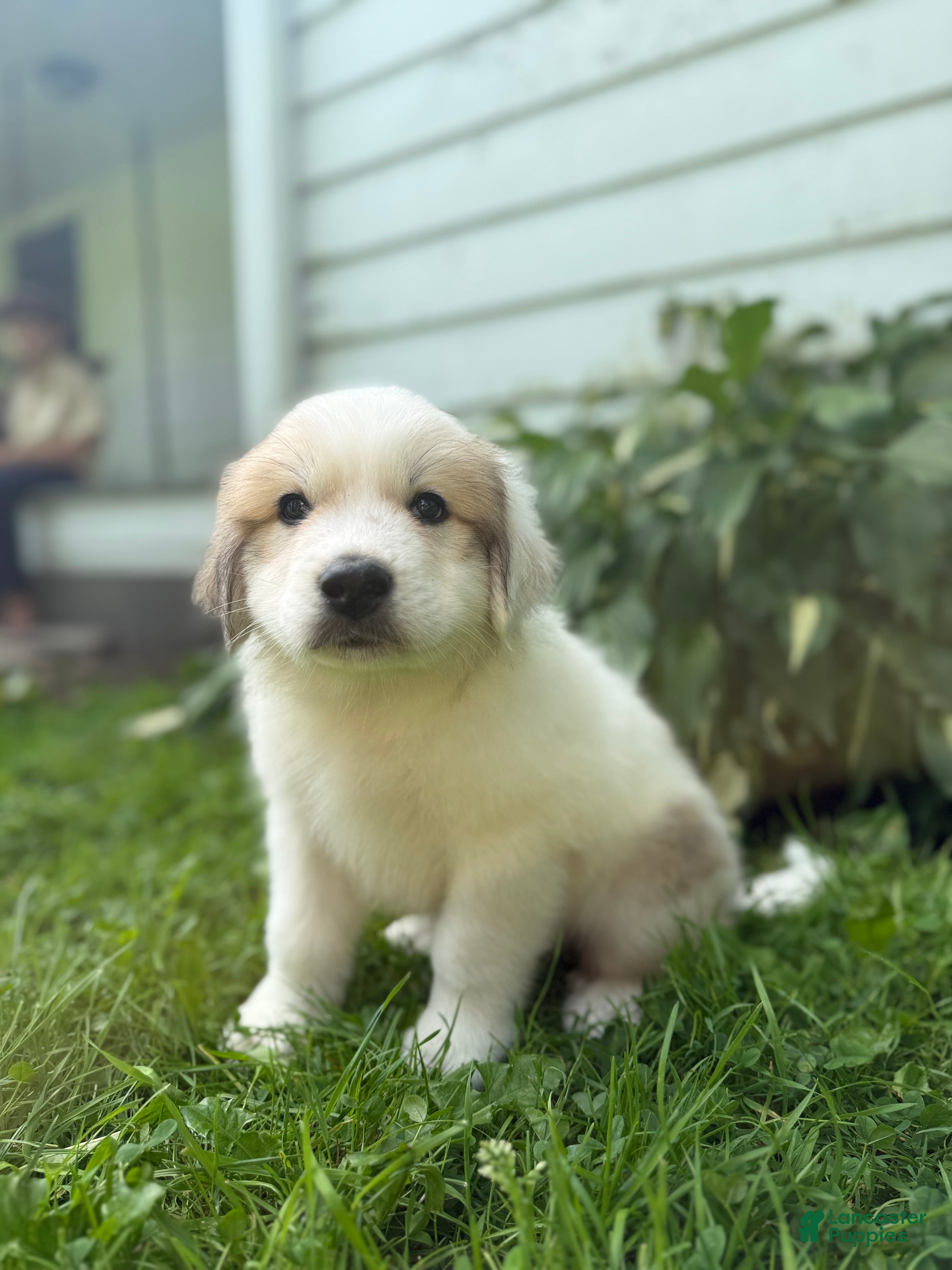 Great Pyrenees dogs Clark - Ad 1