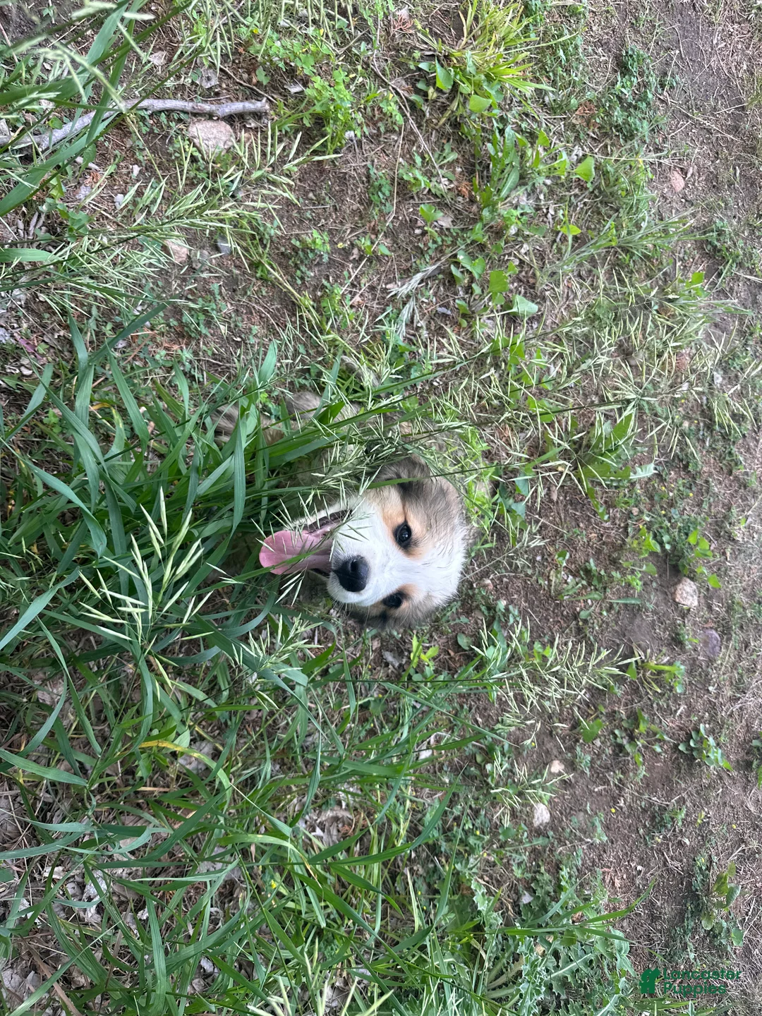 Mixed Breed dogs for sale: Rambo - Ad 2