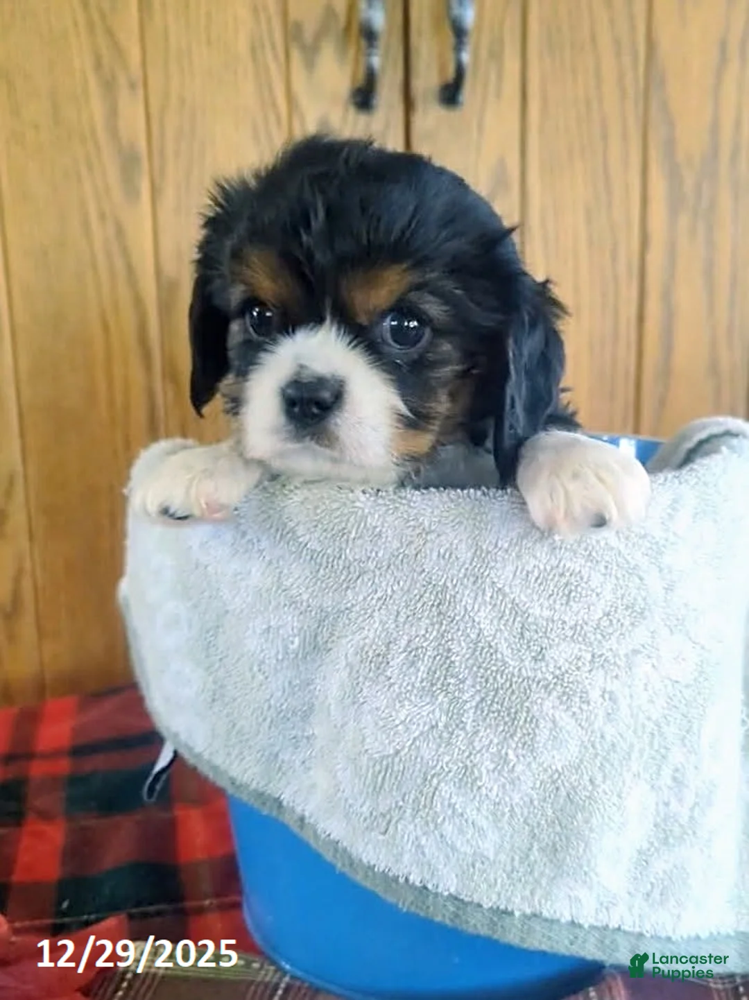 Cavalier King Charles Spaniel dogs for sale: Jake - Ad 1