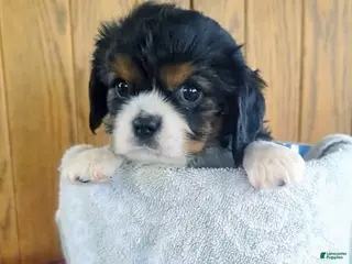 Cavalier King Charles Spaniel dogs Jake - Ad 36