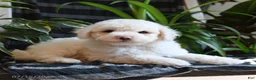 Bichpoo dogs for sale: Blue - Ad 4