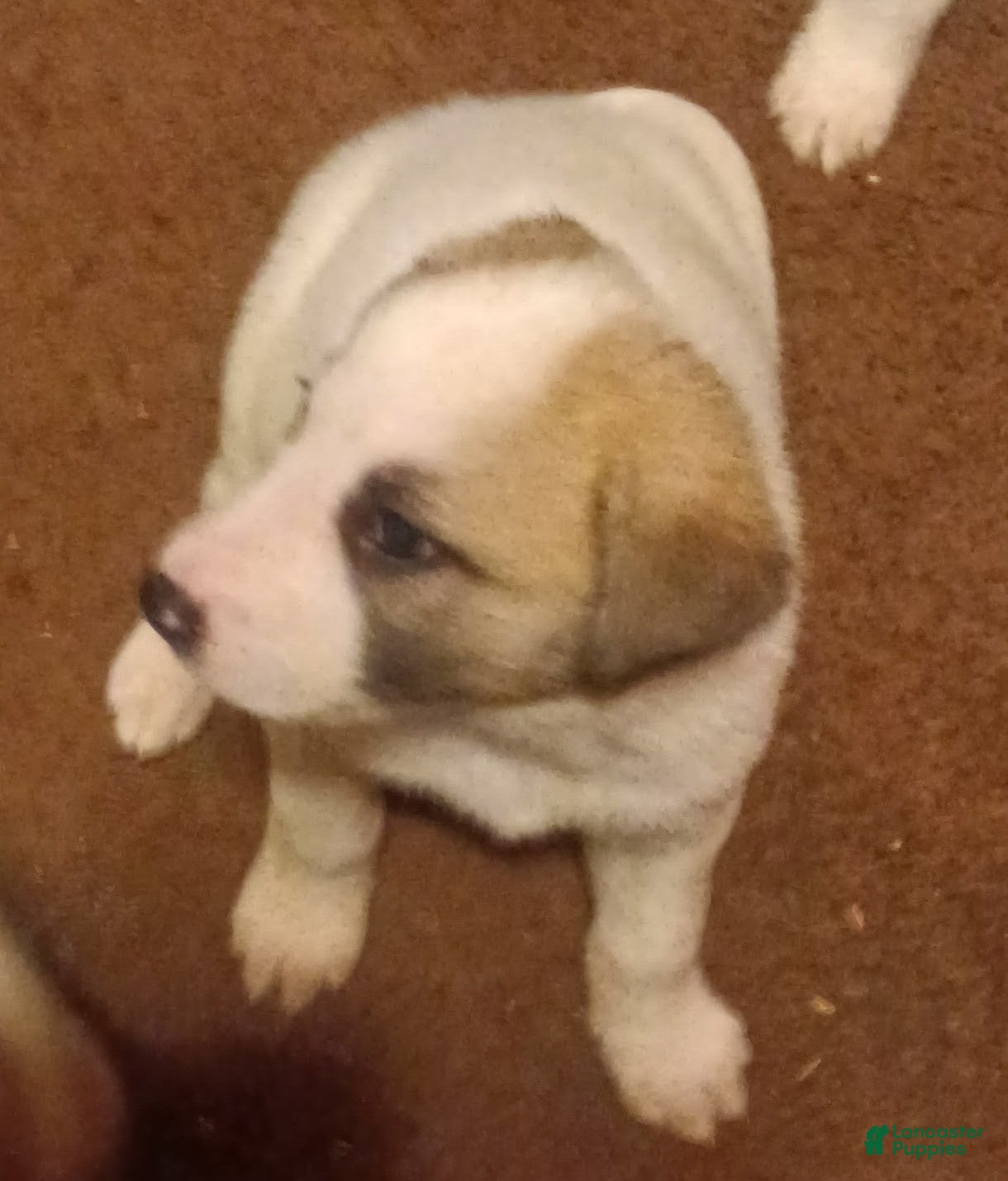 Mixed Breed dogs Possum Girl  - Ad 28