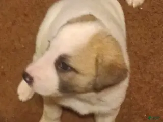 Mixed Breed dogs Possum Girl - Ad 14