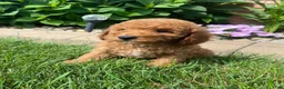 Miniature Poodle dogs for sale: Bily - Ad 5