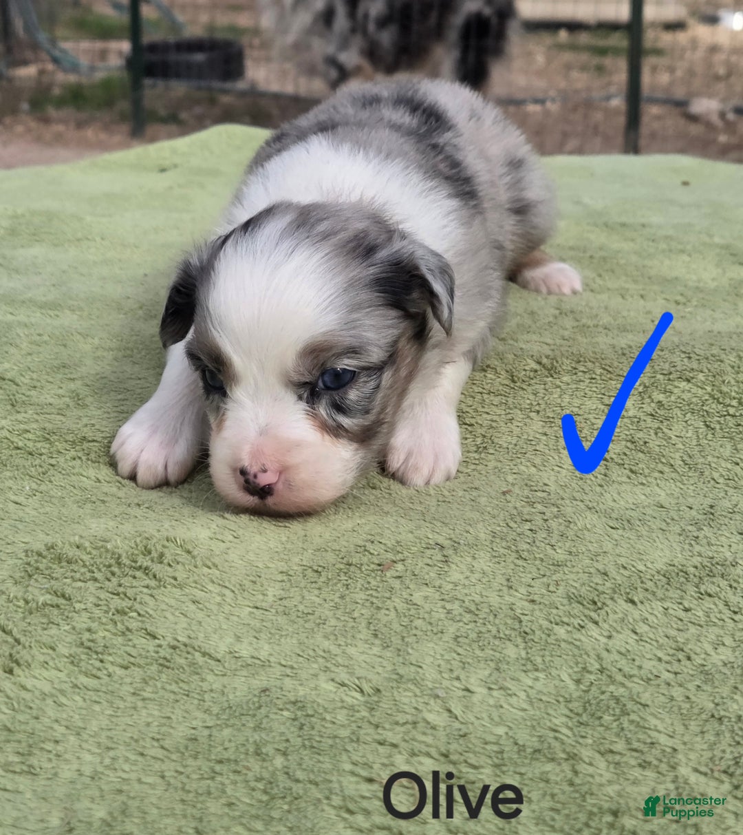 Australian Shepherd dogs for sale: Olive - Ad 3
