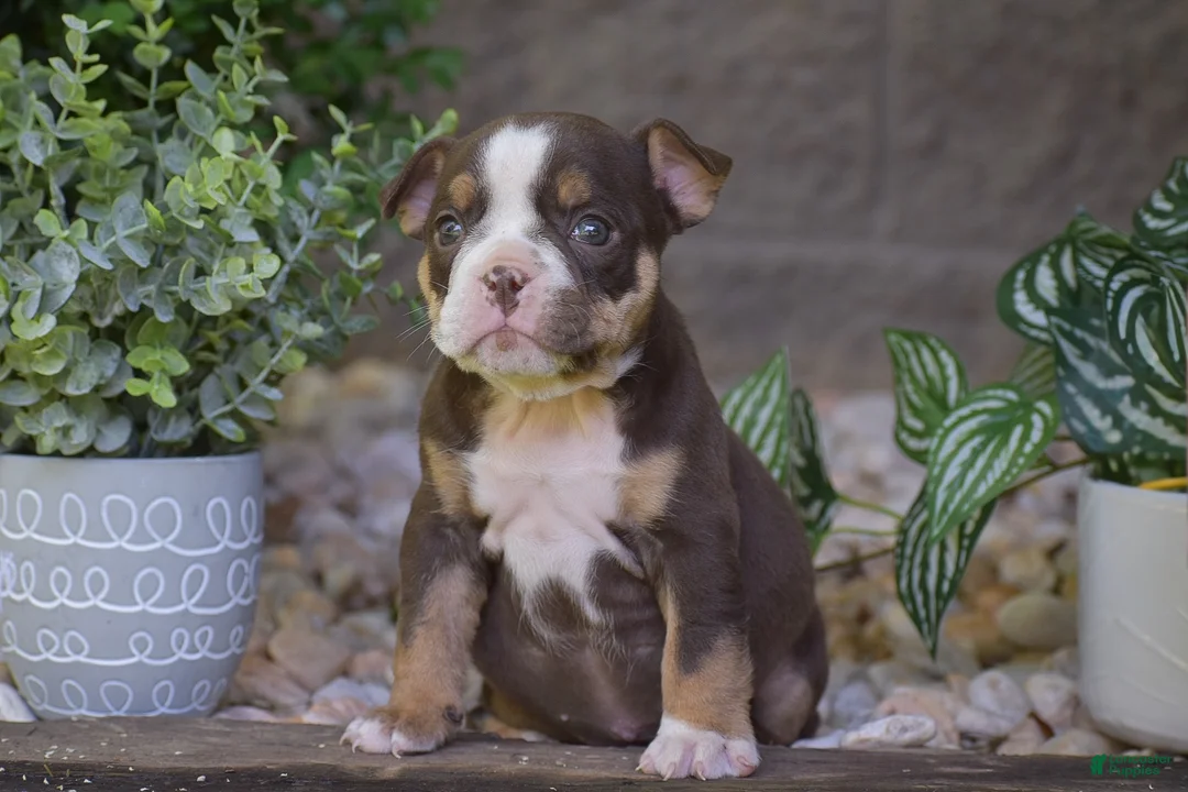 Olde English Bulldogge dogs for sale: Ava - Ad 2
