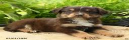 Australian Shepherd dogs for sale: Piper - Ad 1