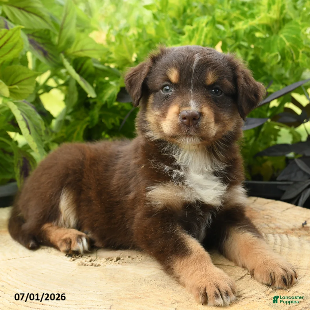 Australian Shepherd dogs for sale: Piper - Ad 1