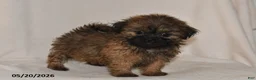 Teddy Bear dogs for sale: Tulip - Ad 1