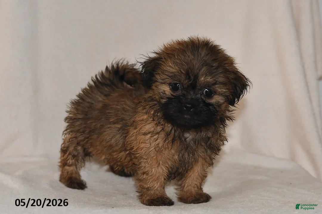Teddy Bear dogs for sale: Tulip - Ad 1