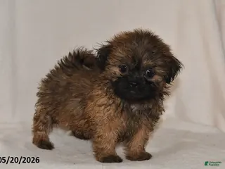 Teddy Bear dogs for sale: Tulip - Ad 3