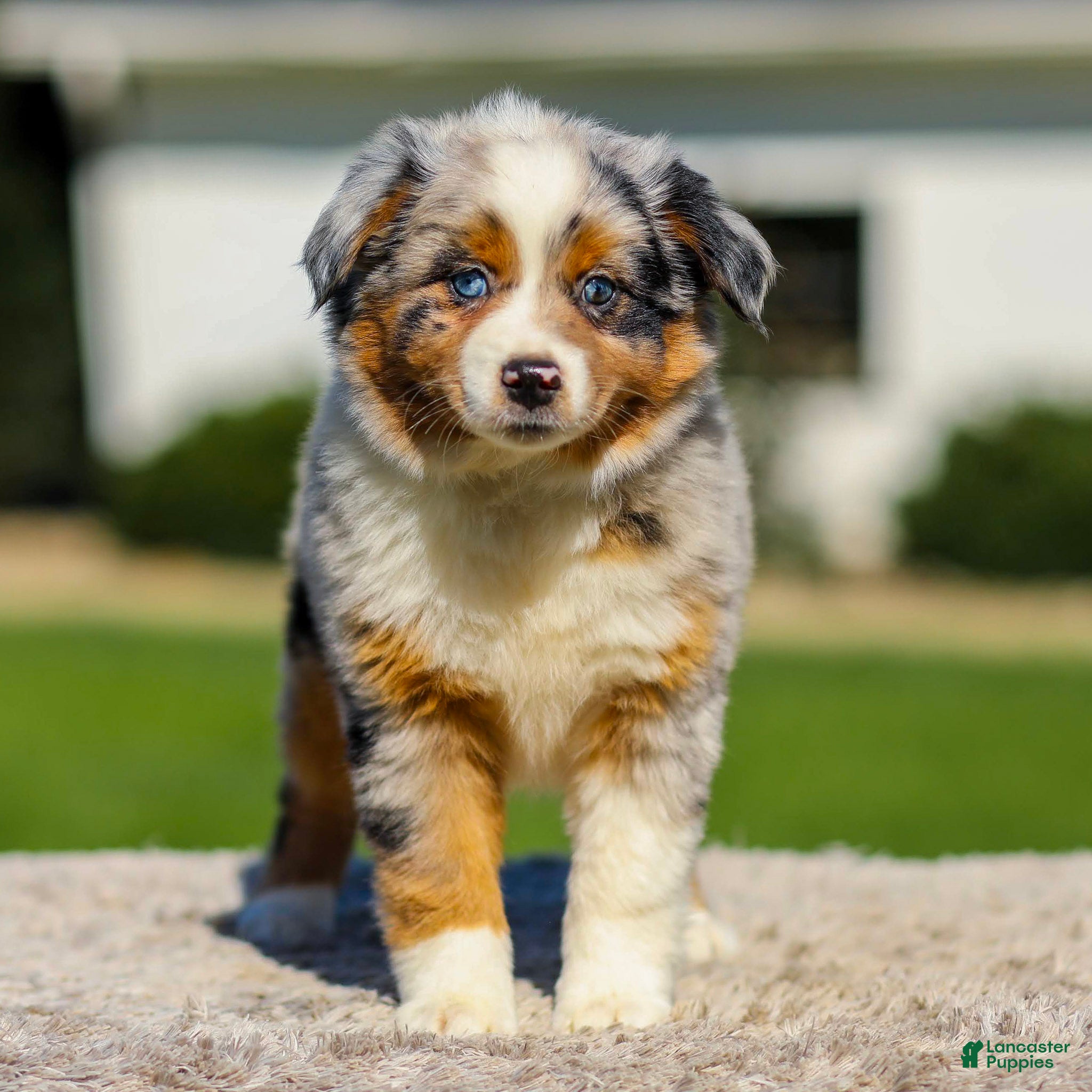 Miniature Australian Shepherd dogs Hattie - Ad 1
