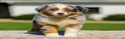 Miniature Australian Shepherd dogs for sale: Hattie - Ad 1