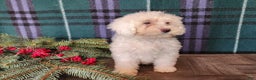 Mini Bernedoodle dogs for sale: Flake - Ad 11