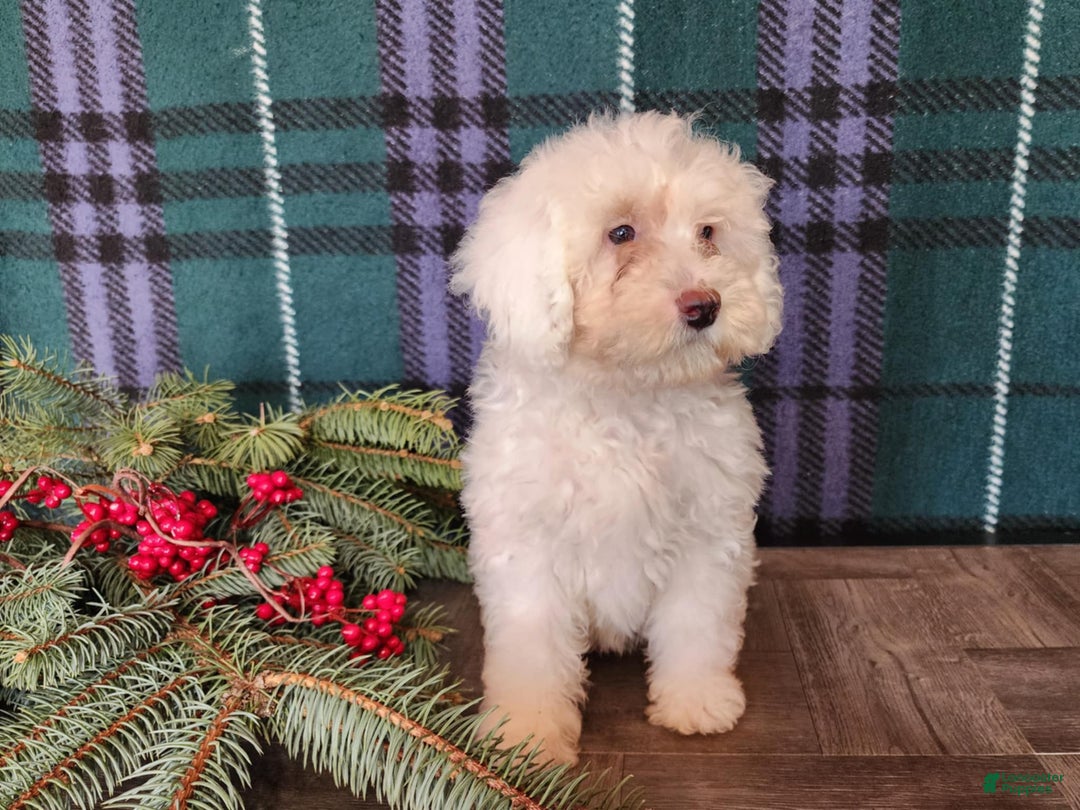 Mini Bernedoodle dogs for sale: Flake - Ad 11
