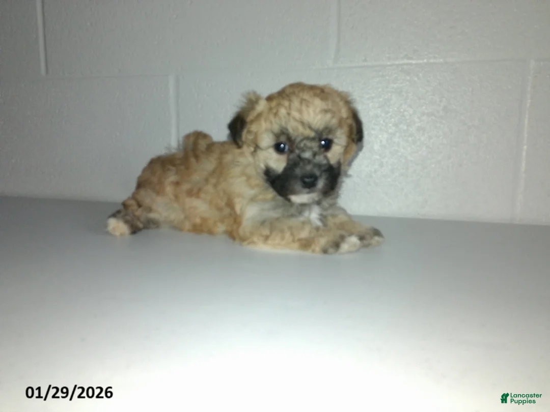 Yorkiepoo dogs for sale: Cara  - Ad 21