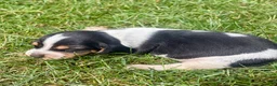 Beagle dogs for sale: Miss violet - Ad 2