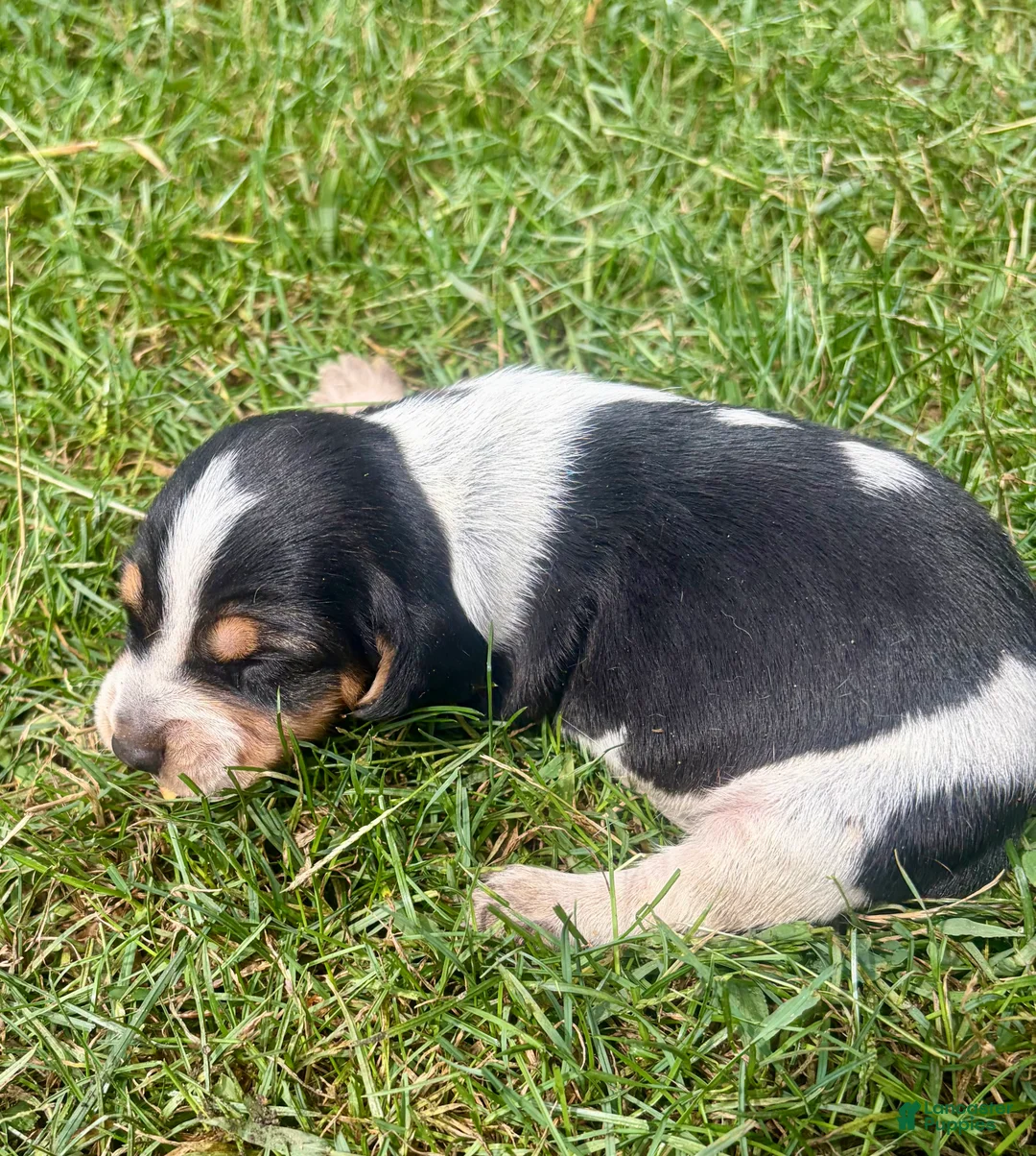 Beagle dogs for sale: Miss violet - Ad 2