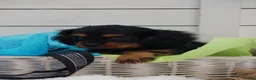 Cavalier King Charles Spaniel dogs for sale: Cavalier King Charles Spaniel 1 - Ad 3