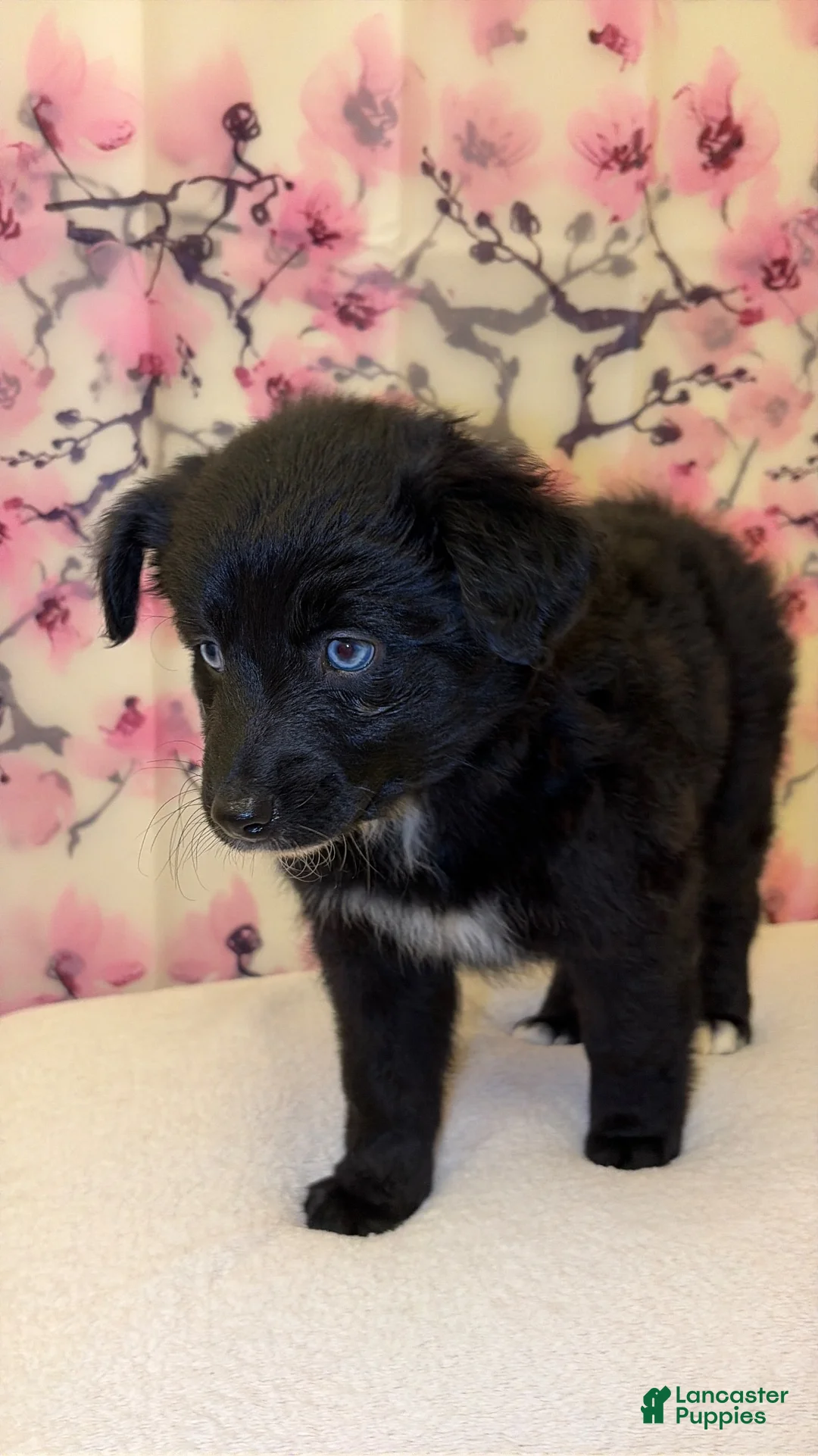 Mixed Breed dogs for sale: Cane - Ad 2