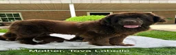 Newfoundland dogs for sale: “ Coco Chanel” OFA, CH, AKC - Ad 9